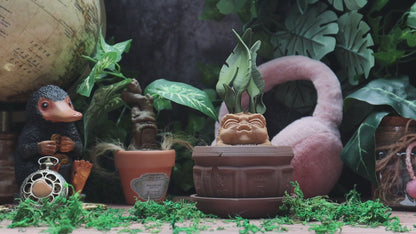 Mandrake Plant Pot jewelry or dice box